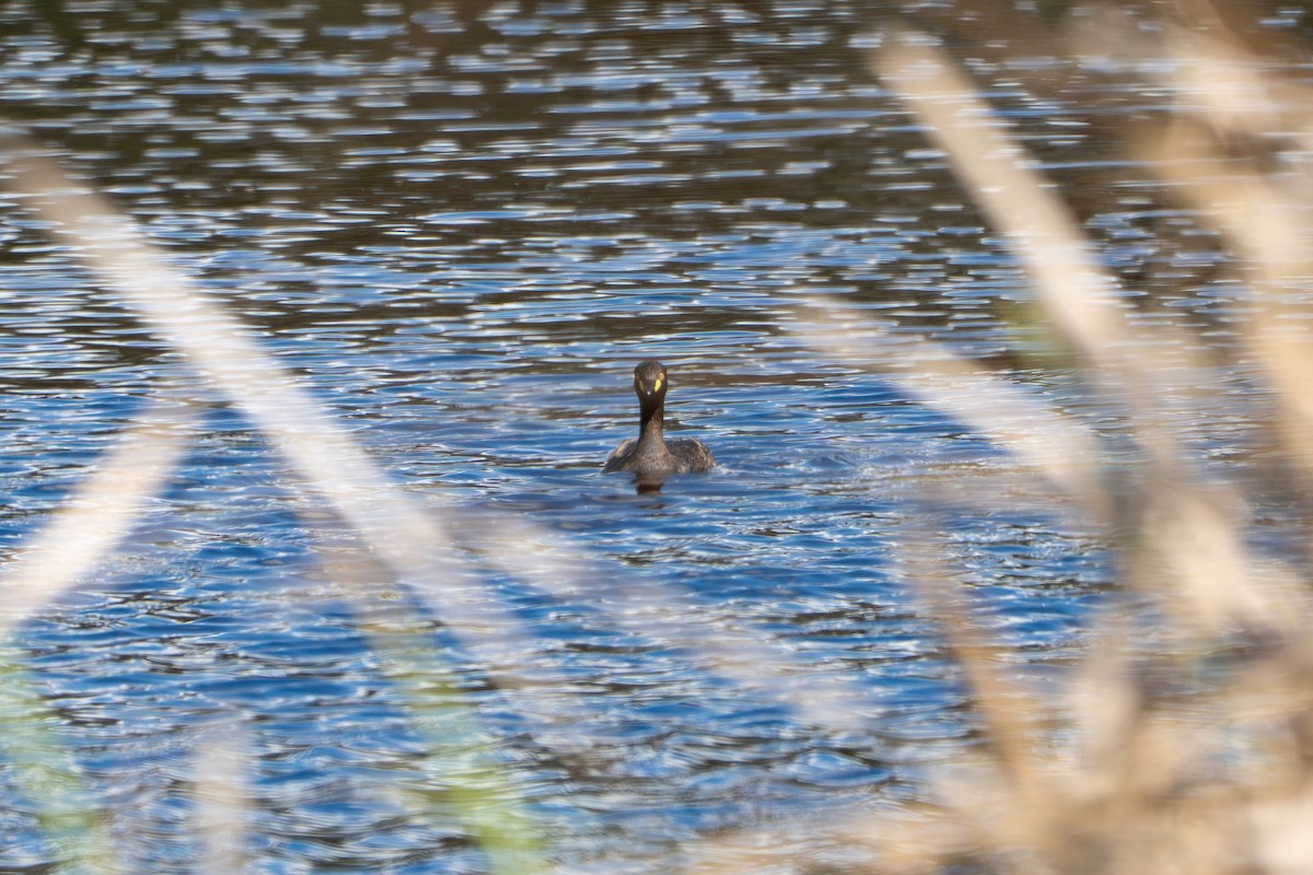 Australasian Grebe - ML642954442