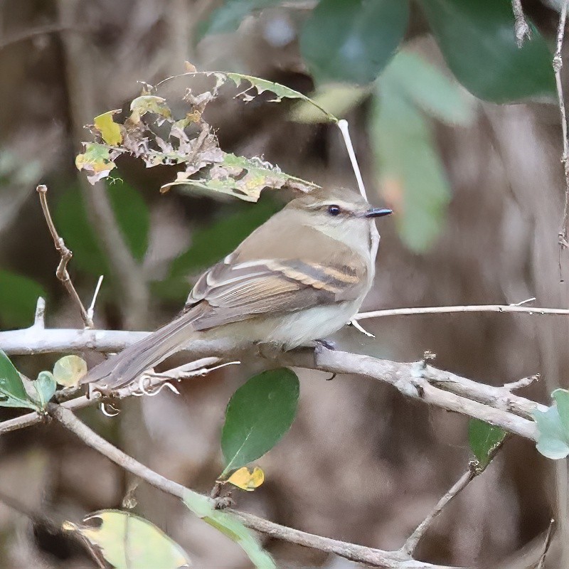 Fuscous Flycatcher - ML642954444