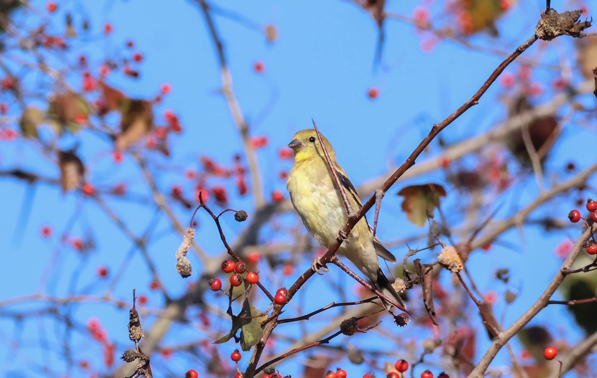 American Goldfinch - ML642954445