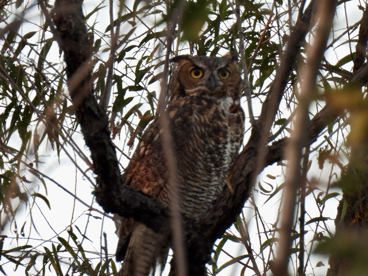 Great Horned Owl - ML642954455