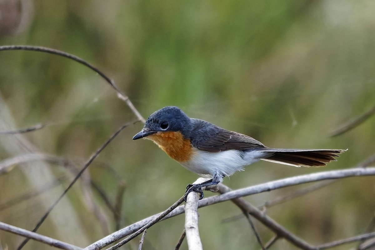 Broad-billed Flycatcher - ML642954460