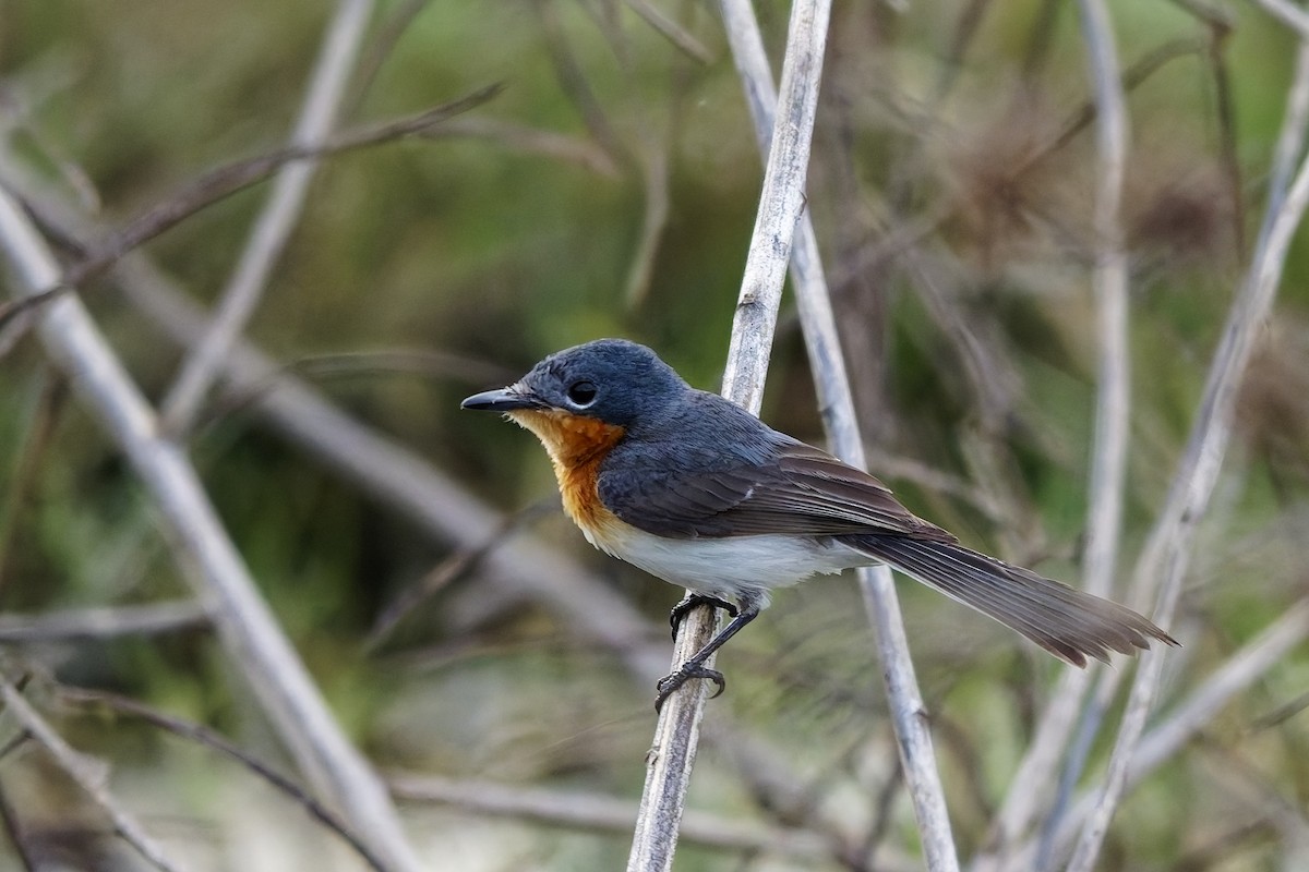 Broad-billed Flycatcher - ML642954461