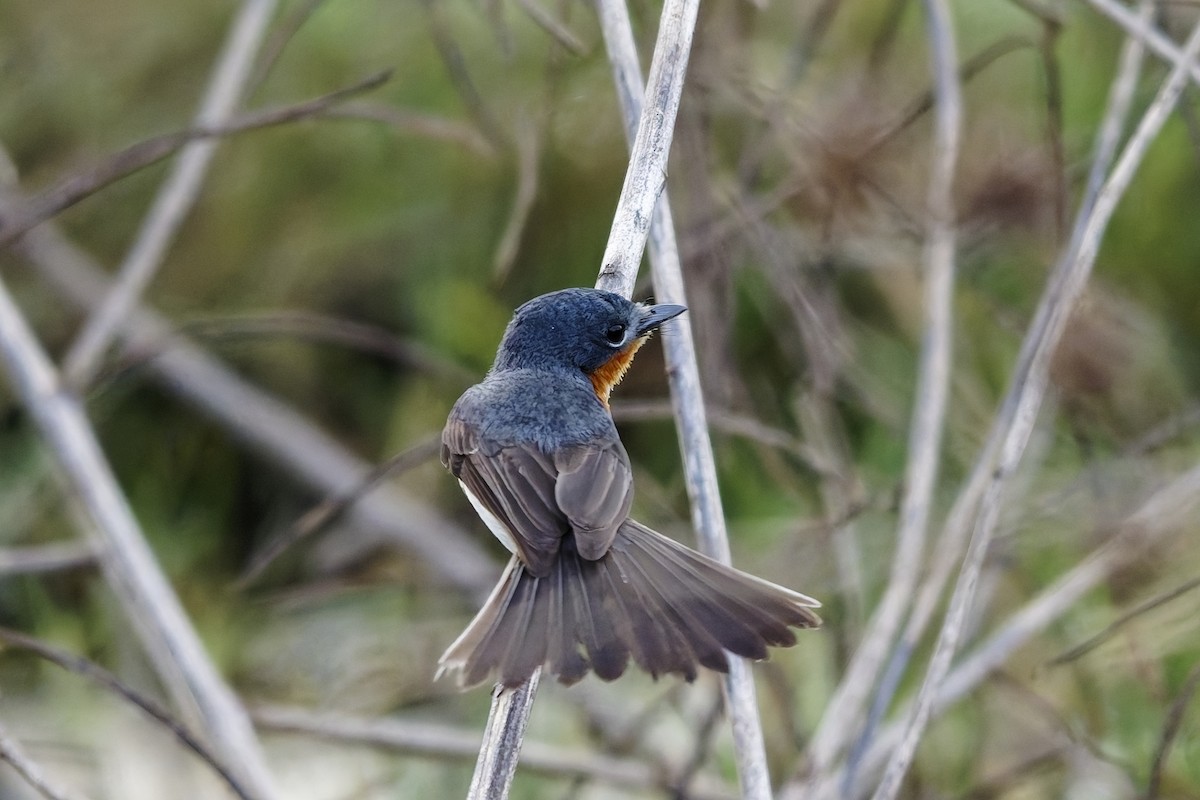 Broad-billed Flycatcher - ML642954462
