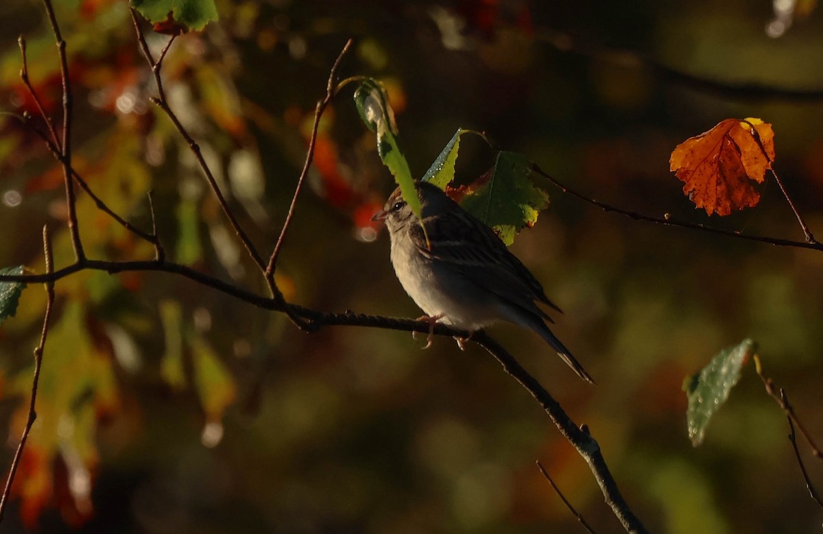 Chipping Sparrow - ML642954463