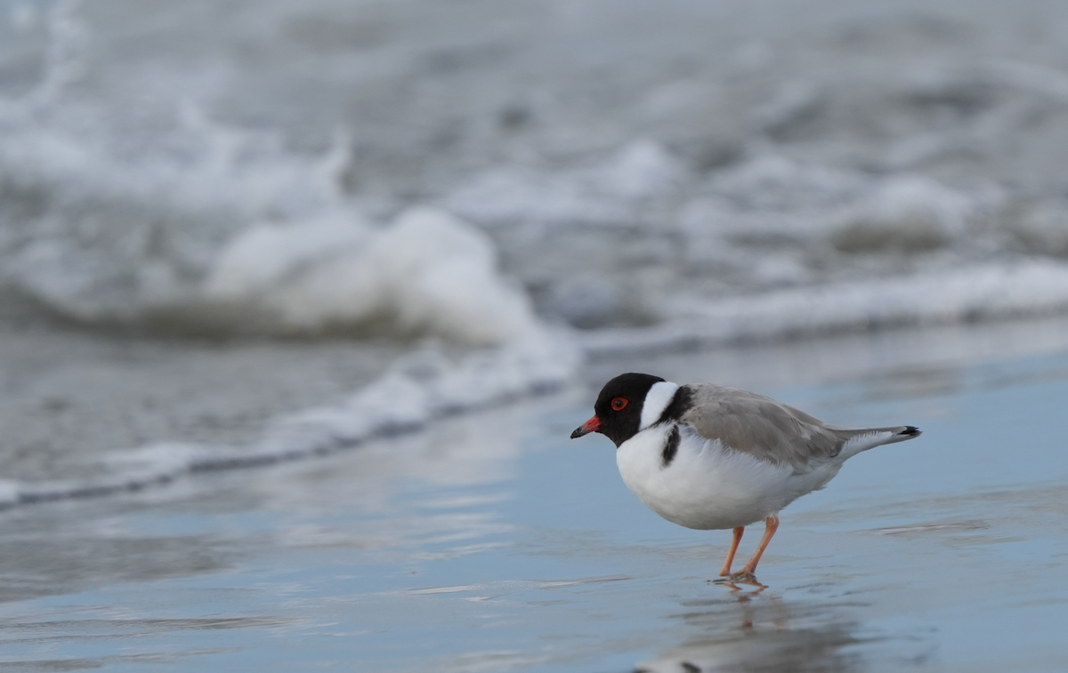 Hooded Plover - ML642954464