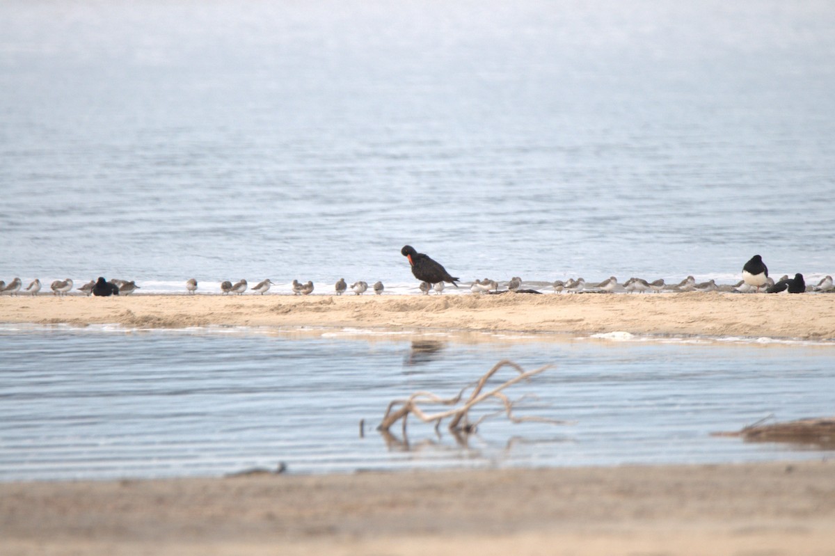 Sooty Oystercatcher - ML642954465