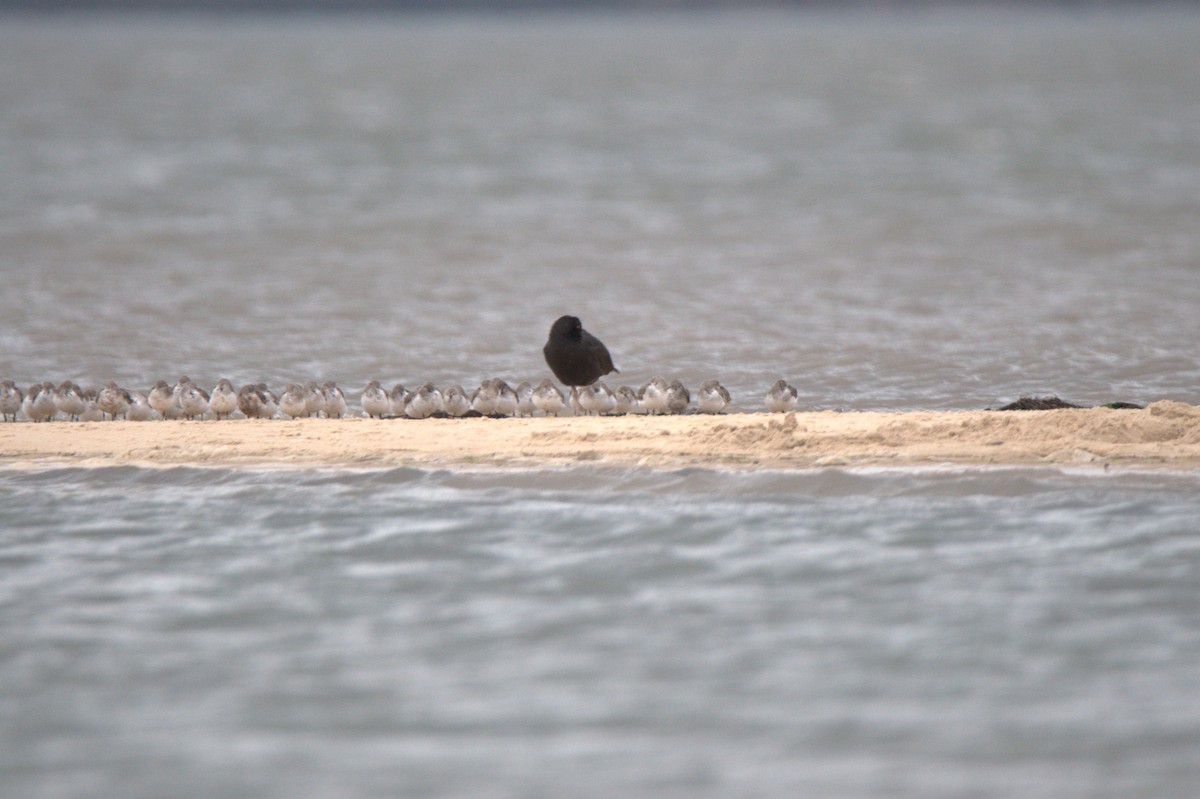 Sooty Oystercatcher - ML642954466