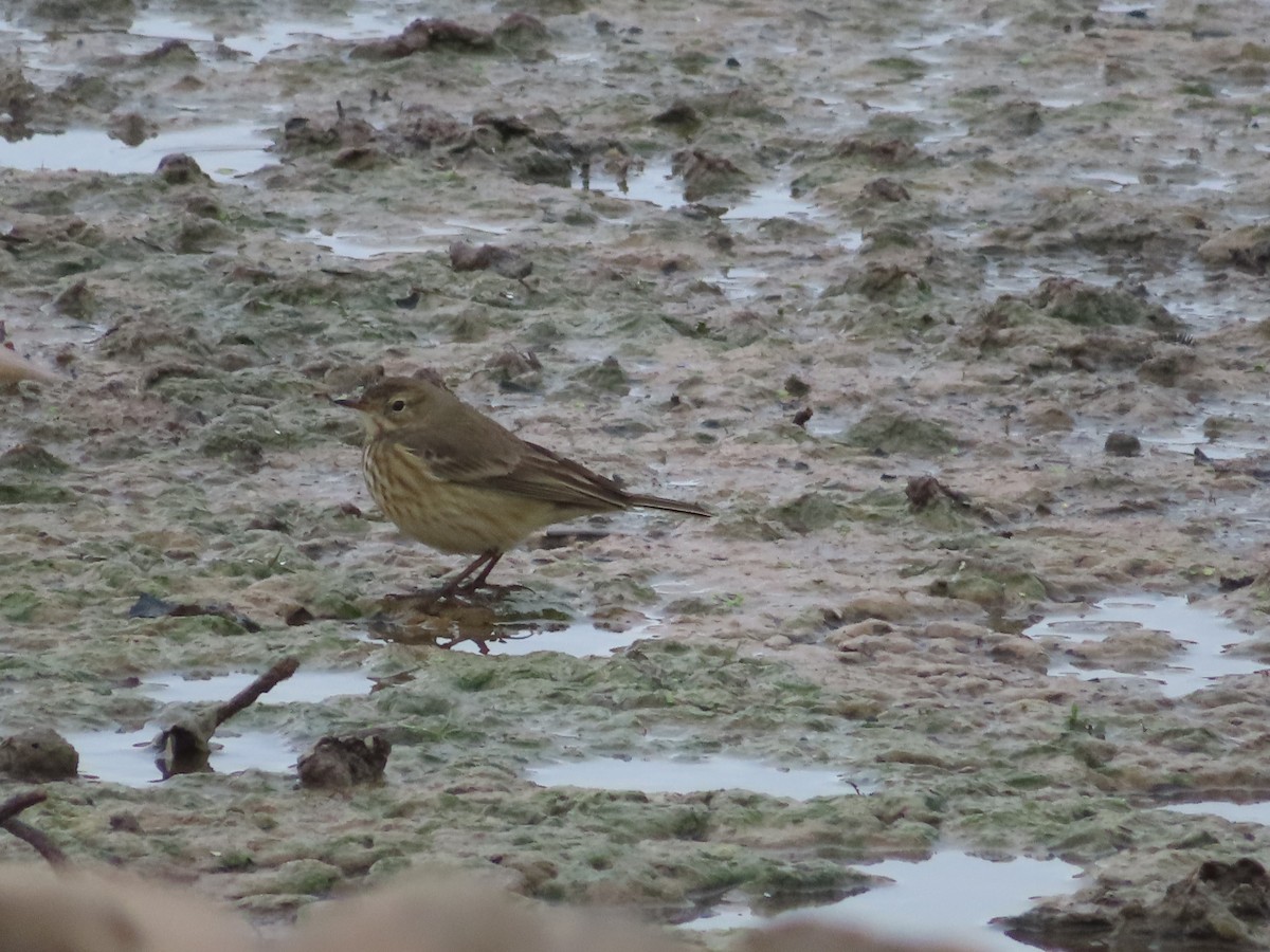 American Pipit - ML642954467
