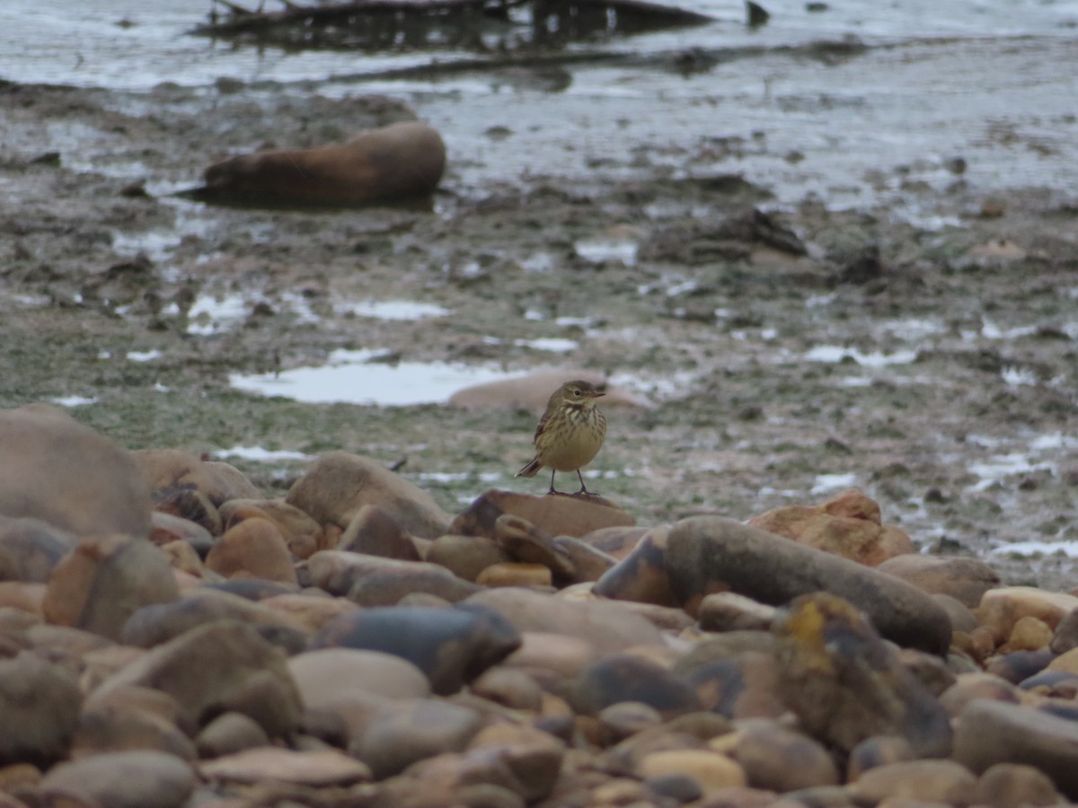 American Pipit - ML642954468