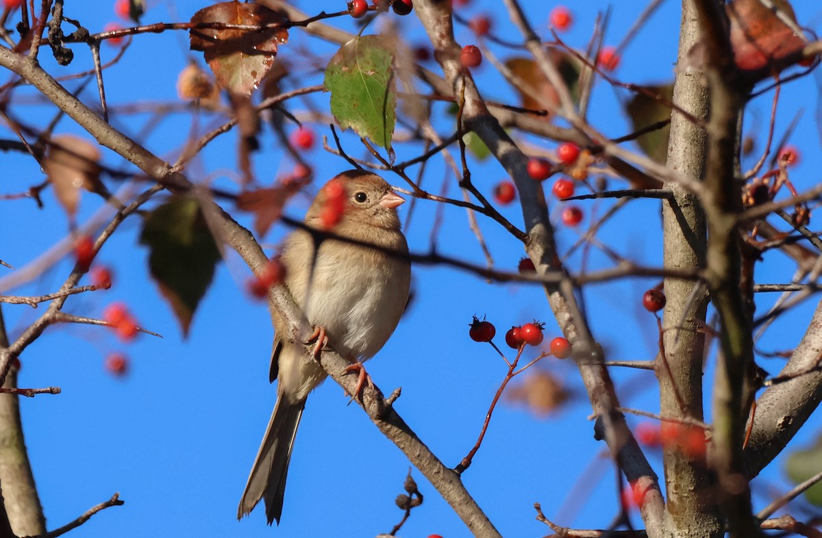 Field Sparrow - ML642954470