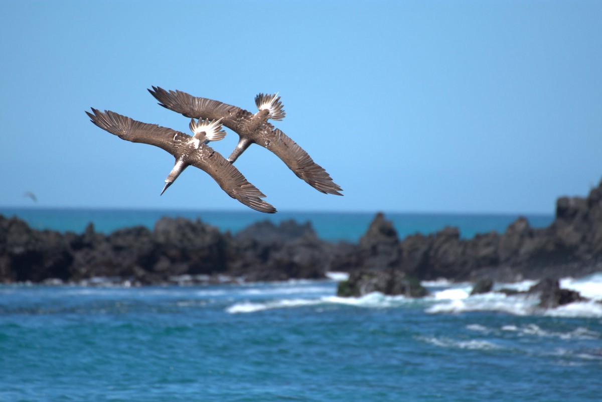 Blue-footed Booby - ML642954477