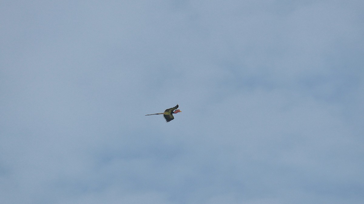 Helmeted Hornbill - ML642954498