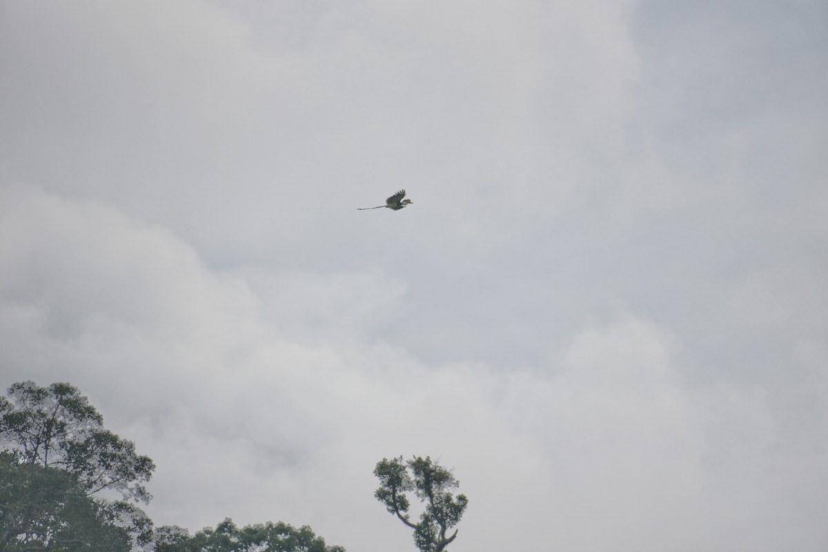 Helmeted Hornbill - ML642954499