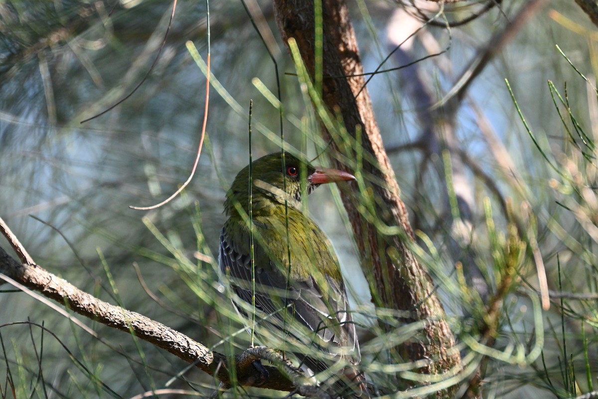 Olive-backed Oriole - ML642954500