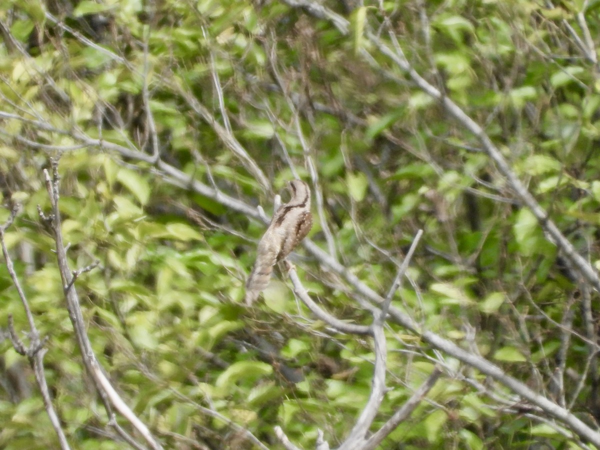 krutihlav obecný - ML642954503