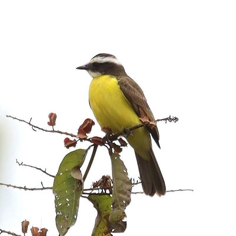 Rusty-margined Flycatcher - ML642954512