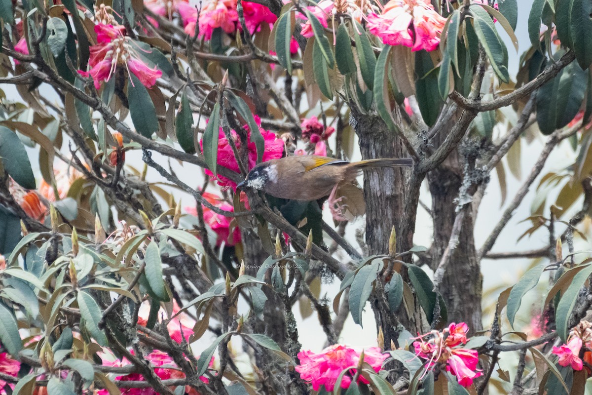 Black-faced Laughingthrush - ML642954519