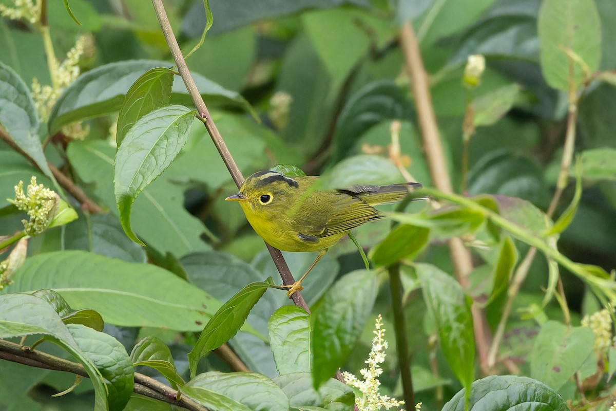 Whistler's Warbler - ML642954523