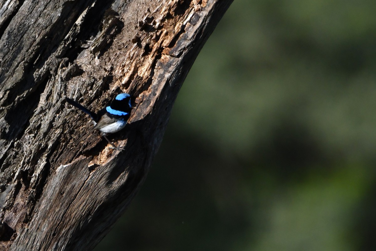 Superb Fairywren - ML642954525