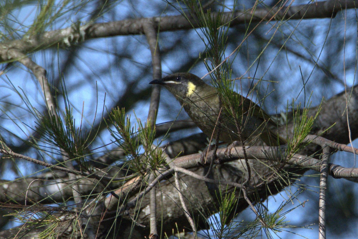 Lewin's Honeyeater - ML642954526