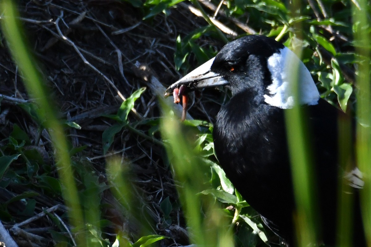 Australian Magpie - ML642954530