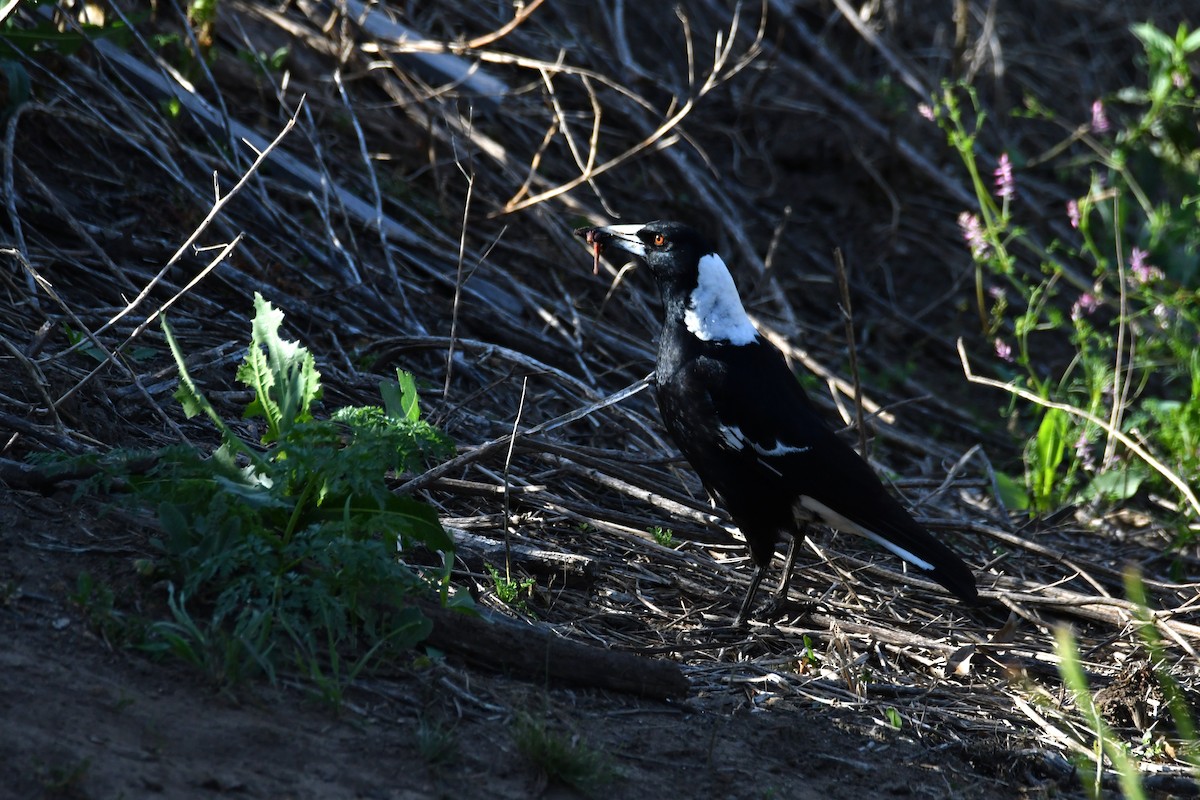 Australian Magpie - ML642954531