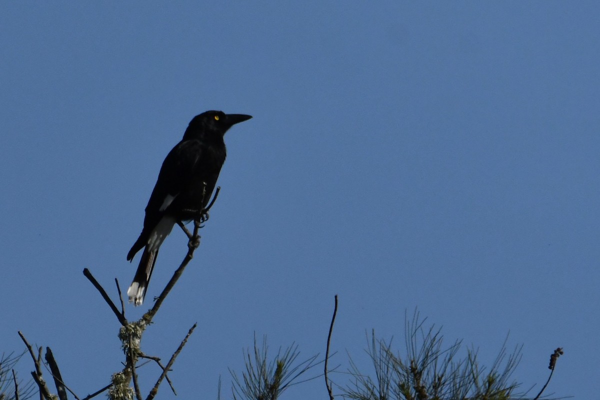 Pied Currawong - ML642954532