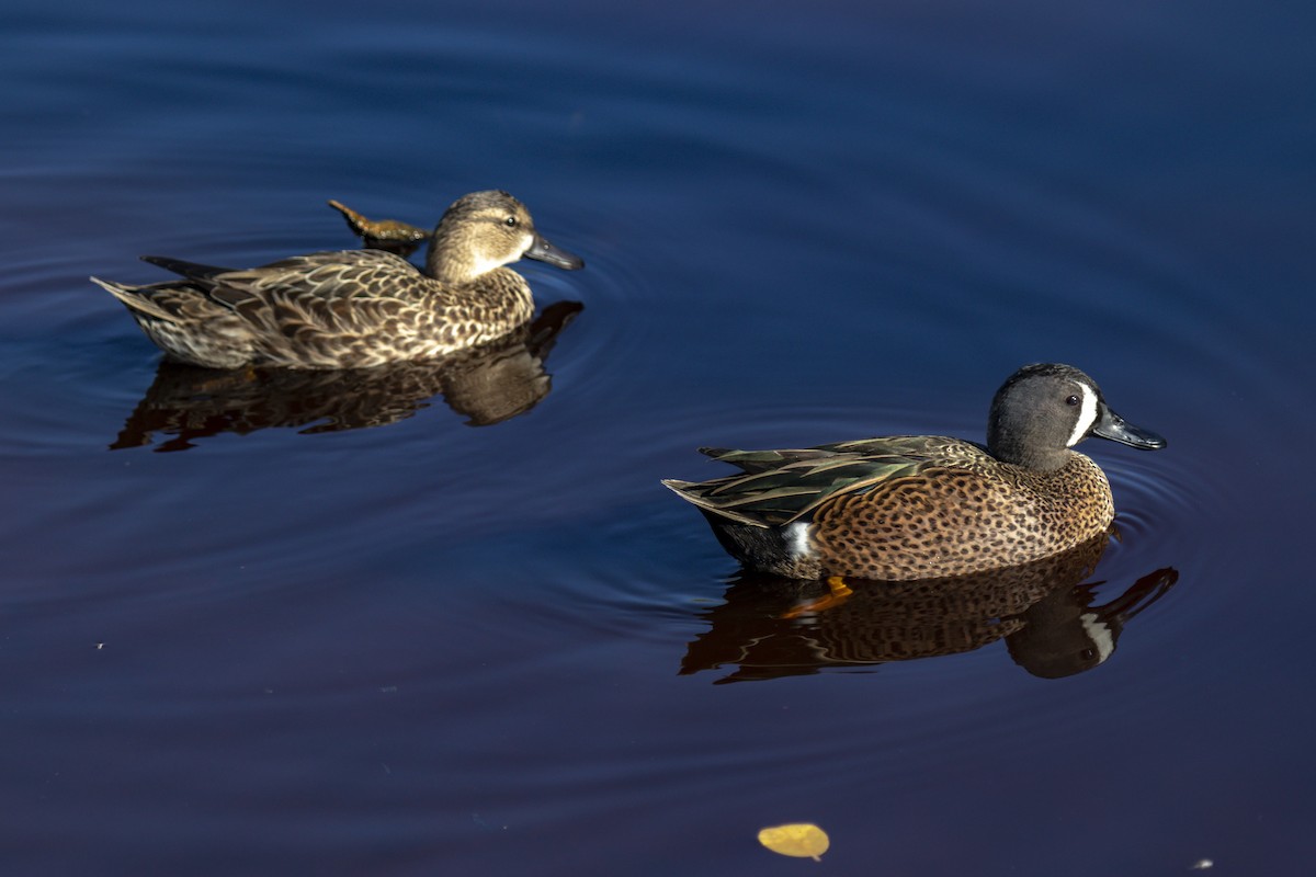 Blue-winged Teal - ML642954536