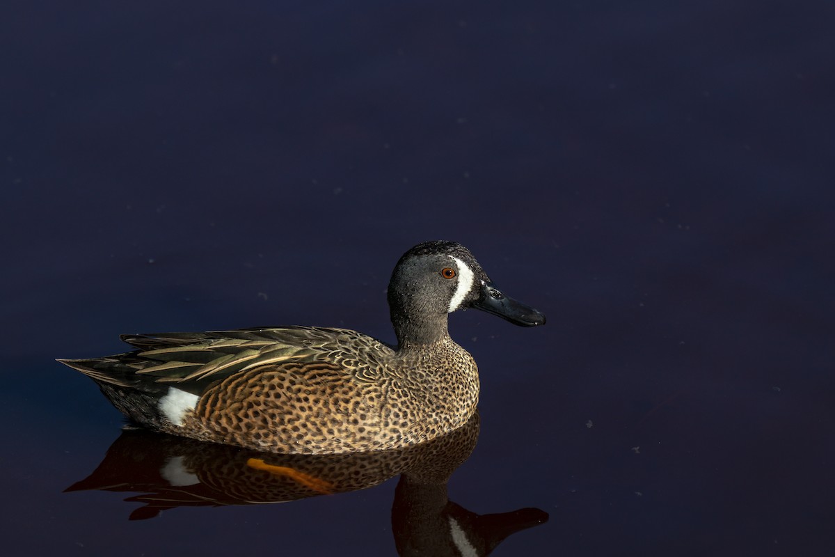 Blue-winged Teal - ML642954537