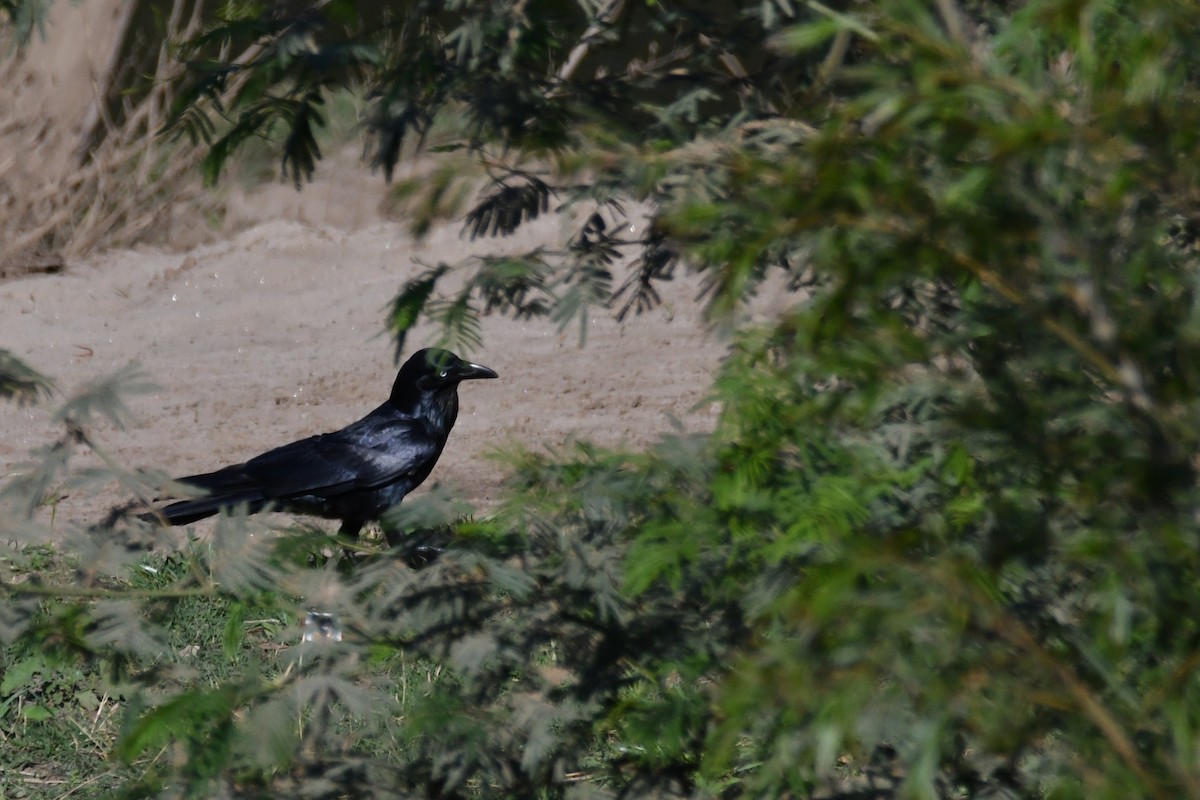 Australian Raven - ML642954538