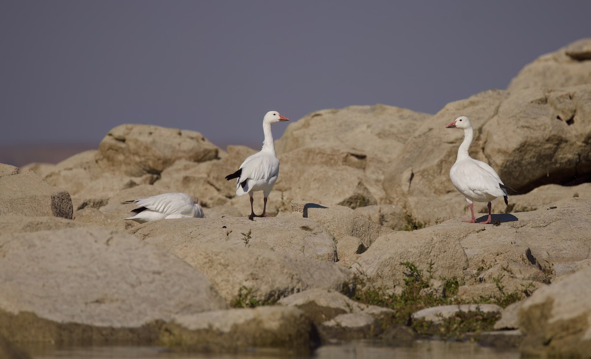 Snow Goose - ML642954540