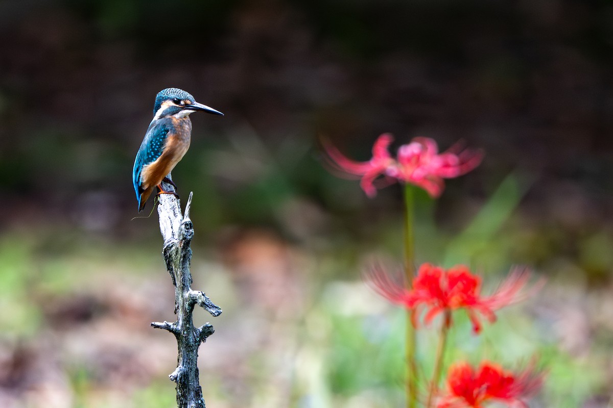 翠鳥 - ML642954542