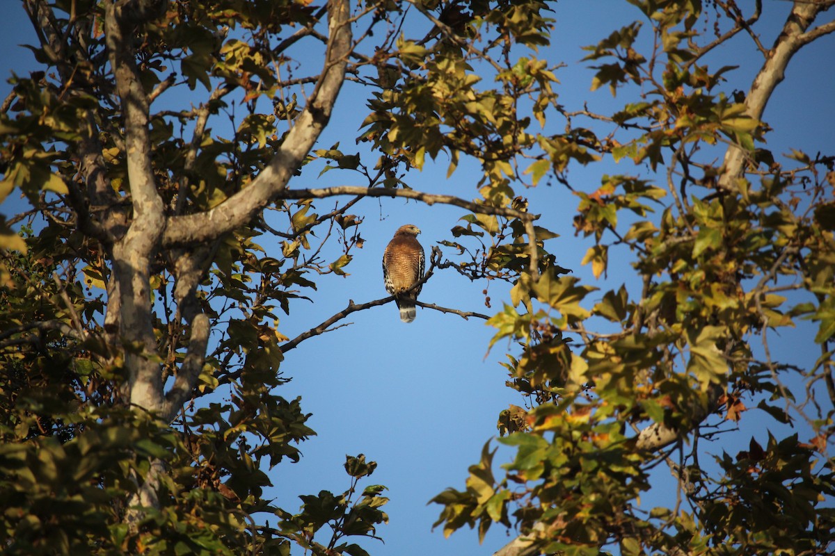 Red-shouldered Hawk - ML642954543