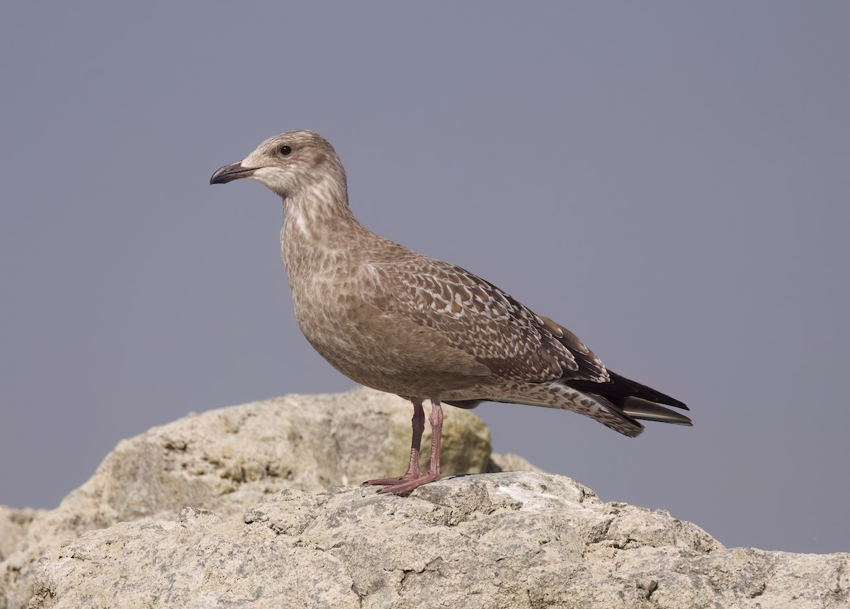 American Herring Gull - ML642954545