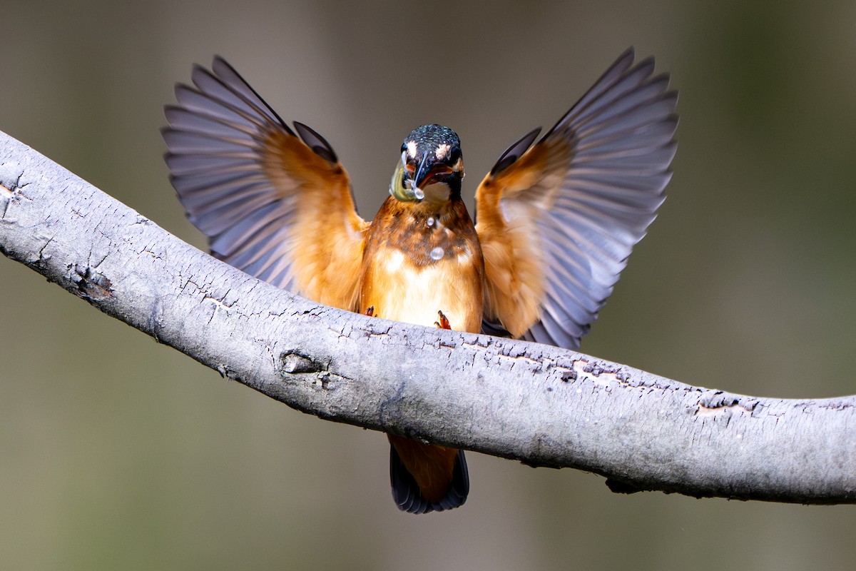 翠鳥 - ML642954547