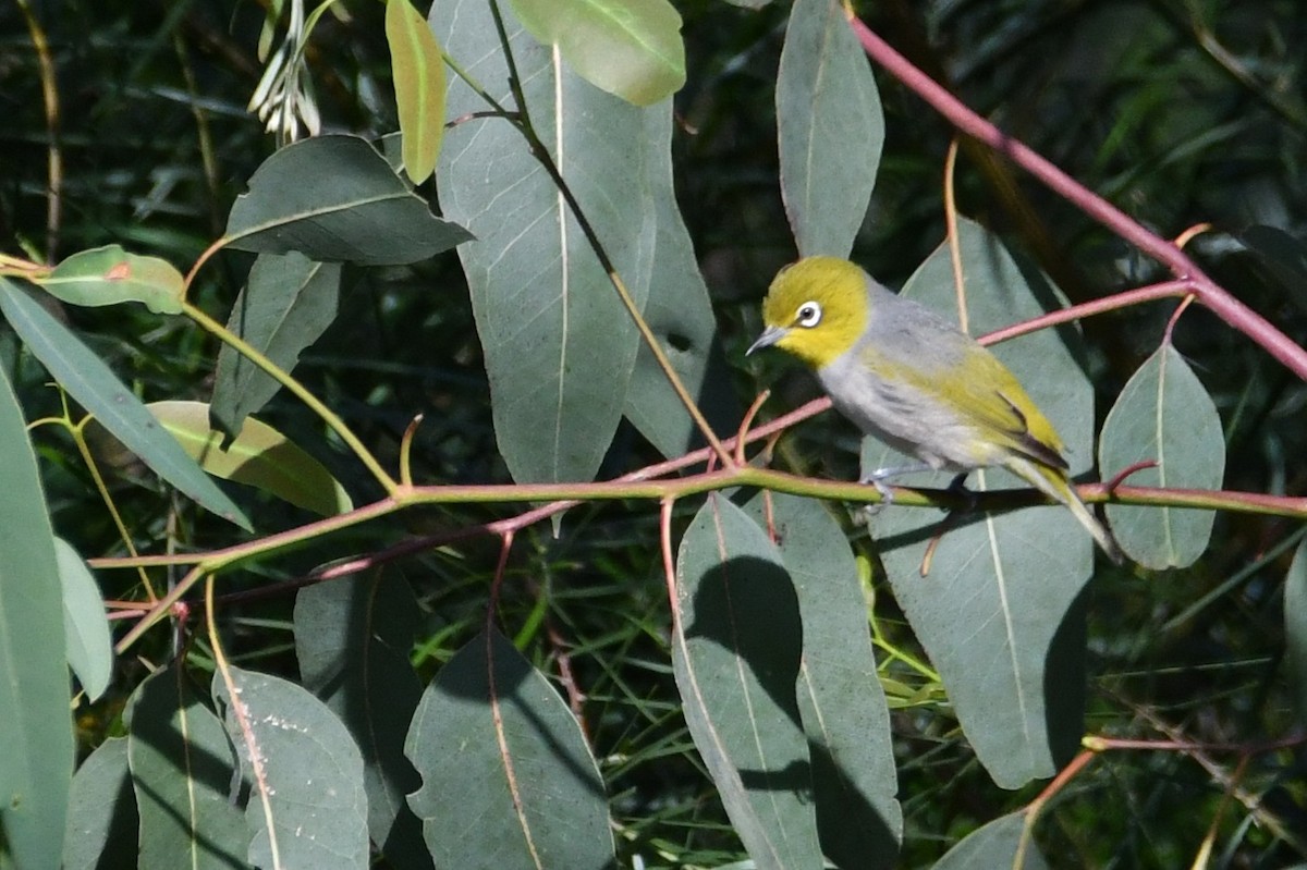 Silvereye - ML642954551