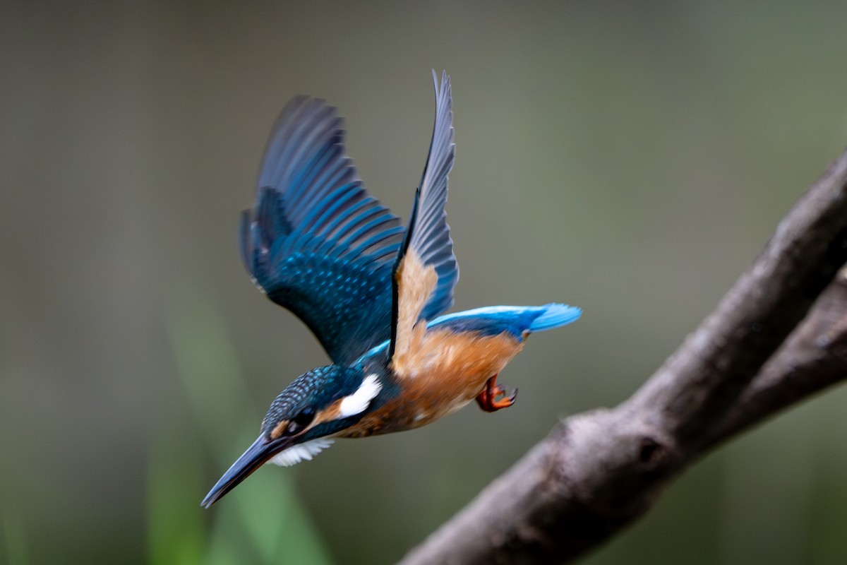 翠鳥 - ML642954552