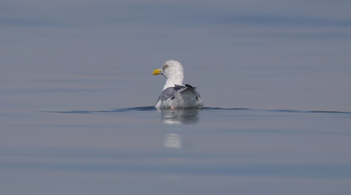 American Herring Gull - ML642954556