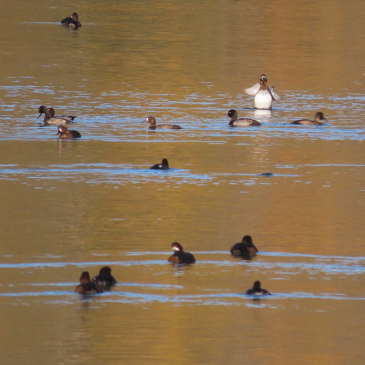 Greater Scaup - ML642954557