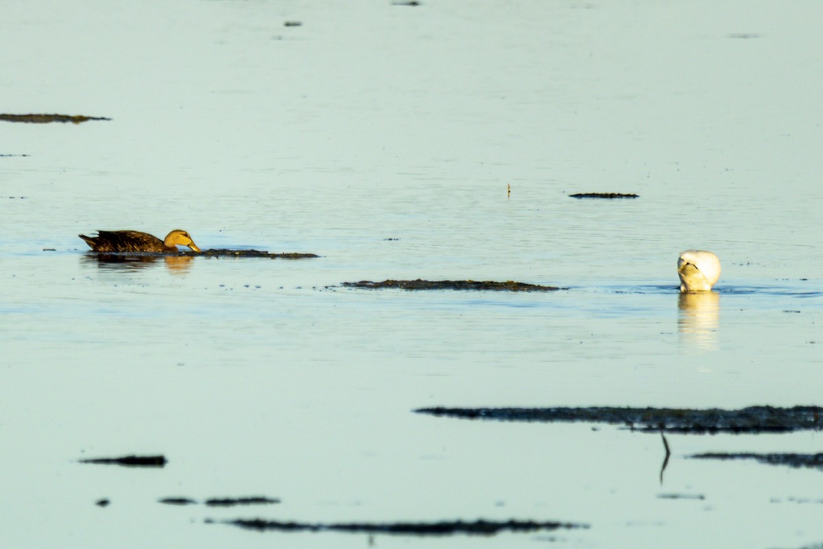 Mottled Duck - ML642954564