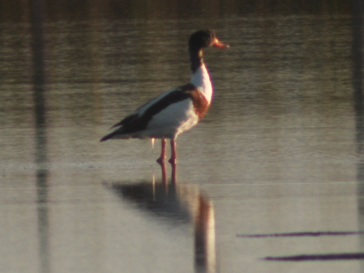 花鳧 - ML642954566