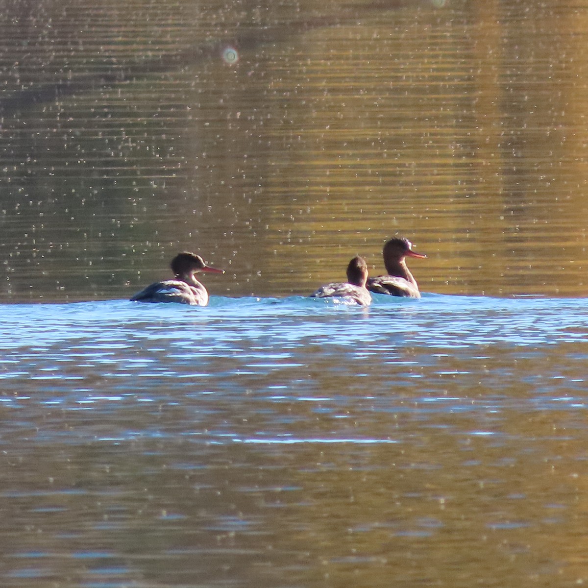 Red-breasted Merganser - ML642954567
