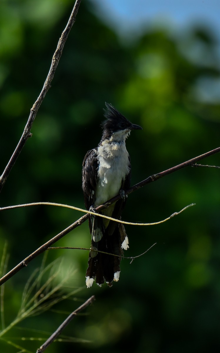 斑翅鳳頭鵑 - ML642954572
