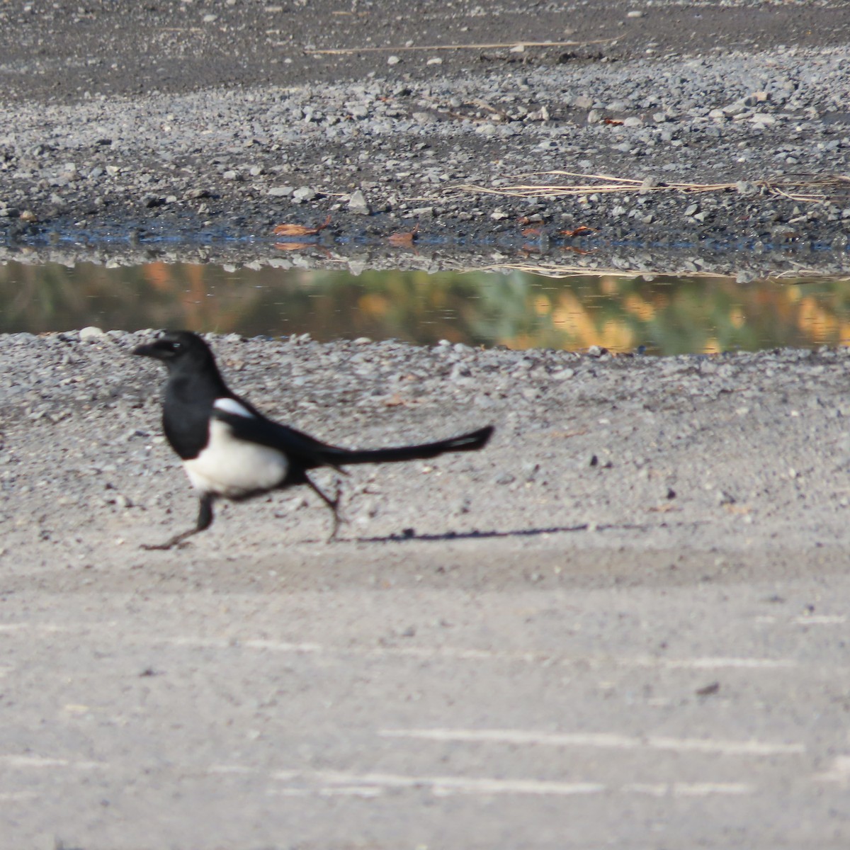 Black-billed Magpie - ML642954614