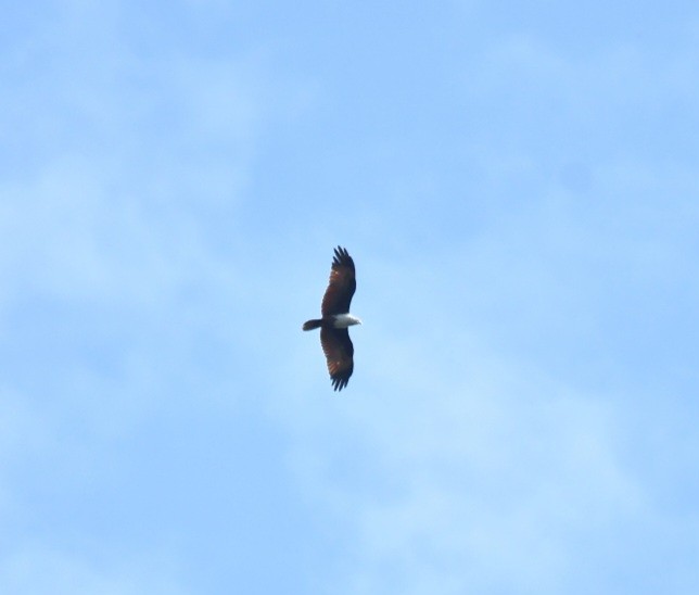 Brahminy Kite - ML642954616
