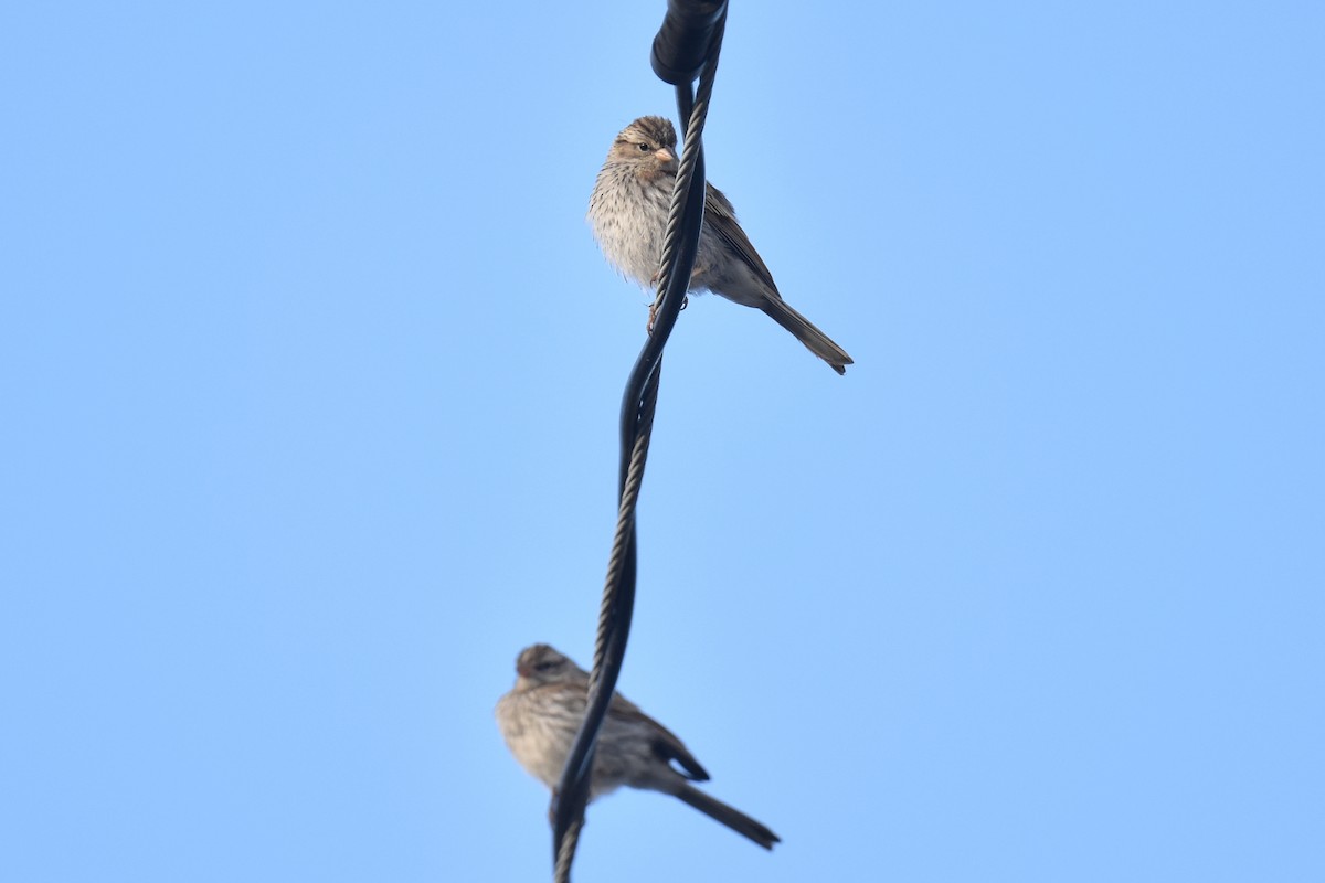 Chipping Sparrow - ML642954620