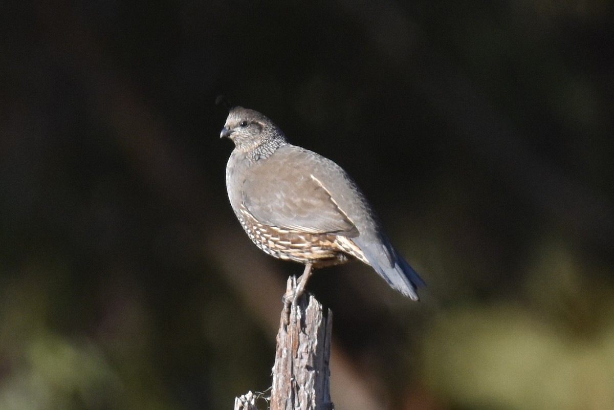 Galeper kaliforniarra - ML642954622