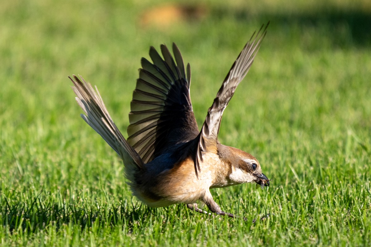 Bull-headed Shrike - ML642954629