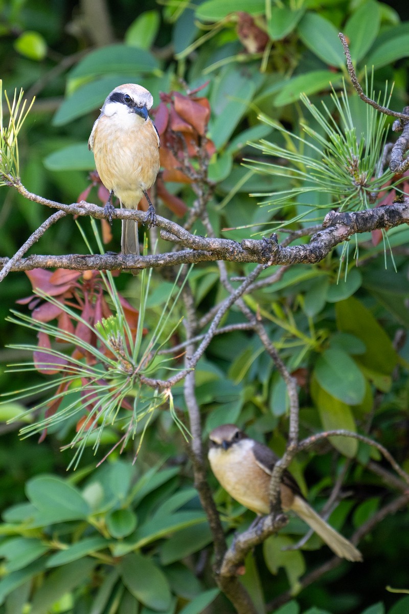 Bull-headed Shrike - ML642954631