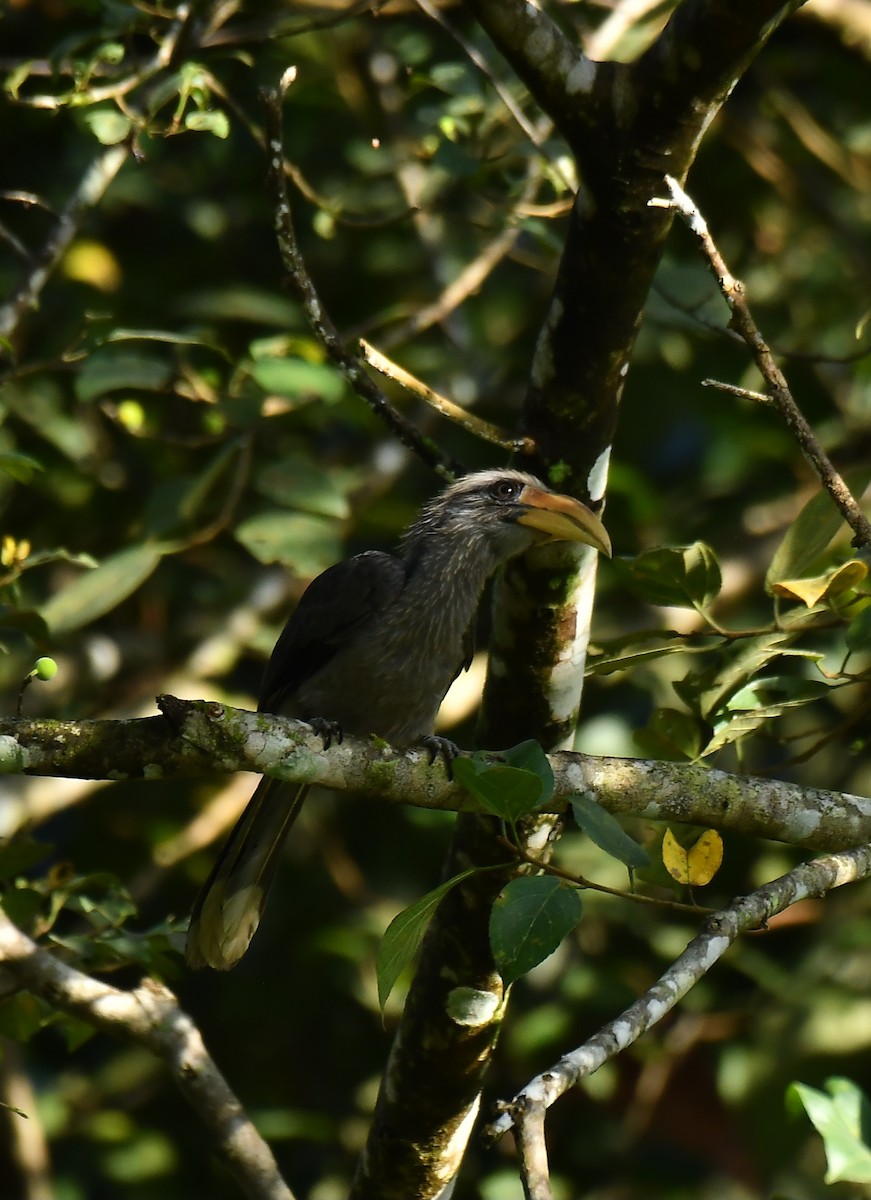 Malabar Gray Hornbill - ML642954633